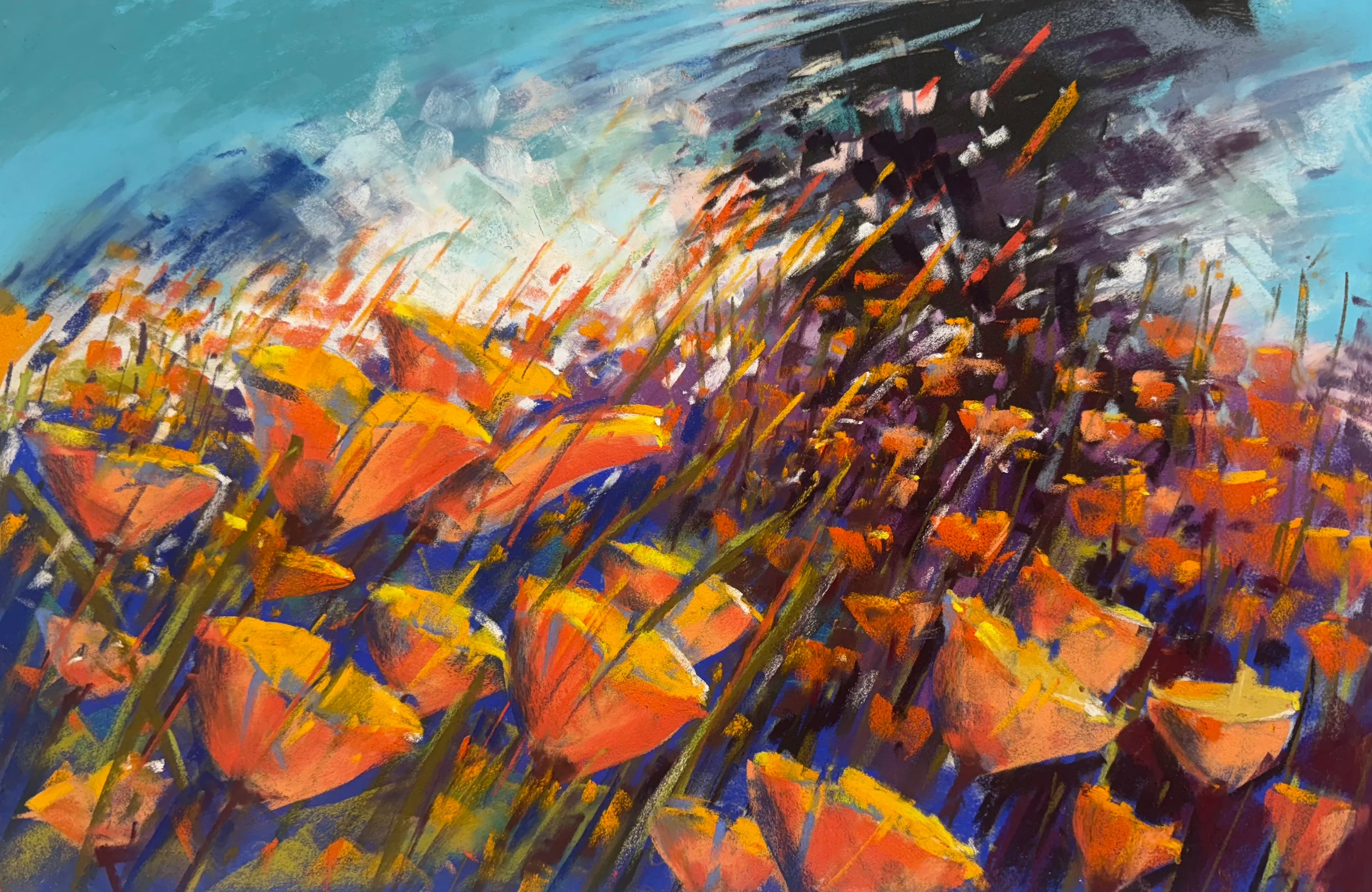 California poppies