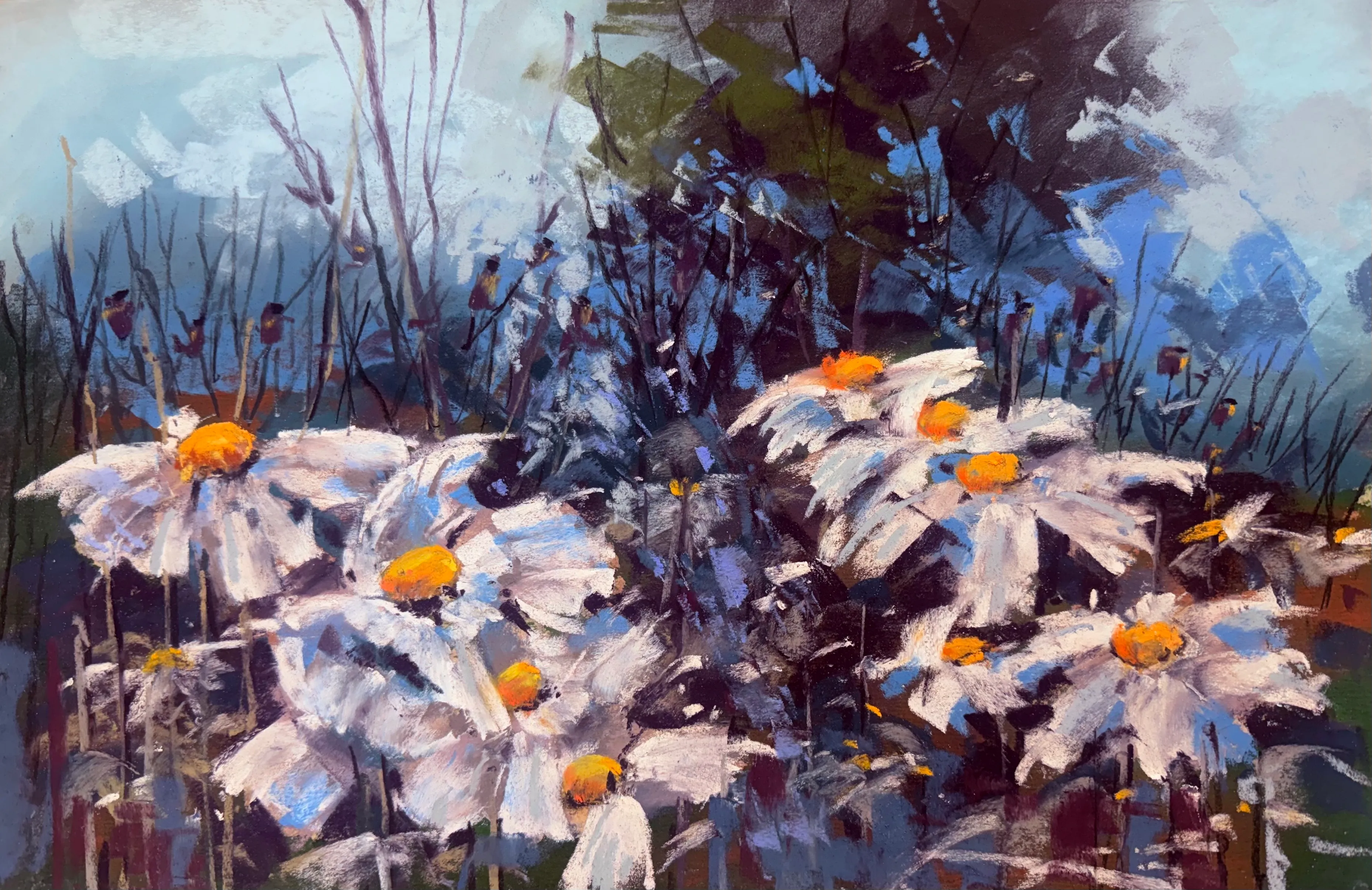 These Matilija poppies were growing in the front yard of a house in PV>